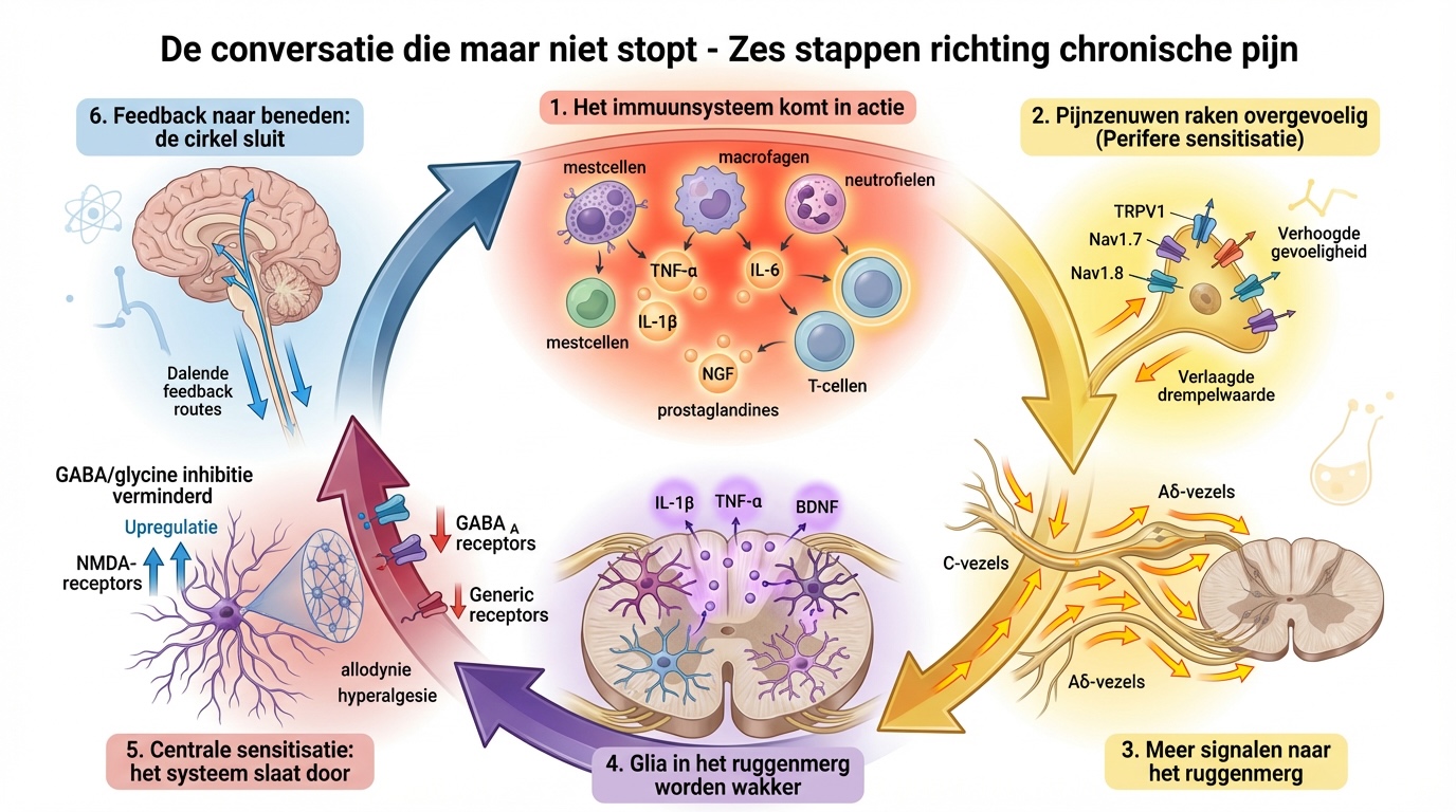 immunology in chronic pain