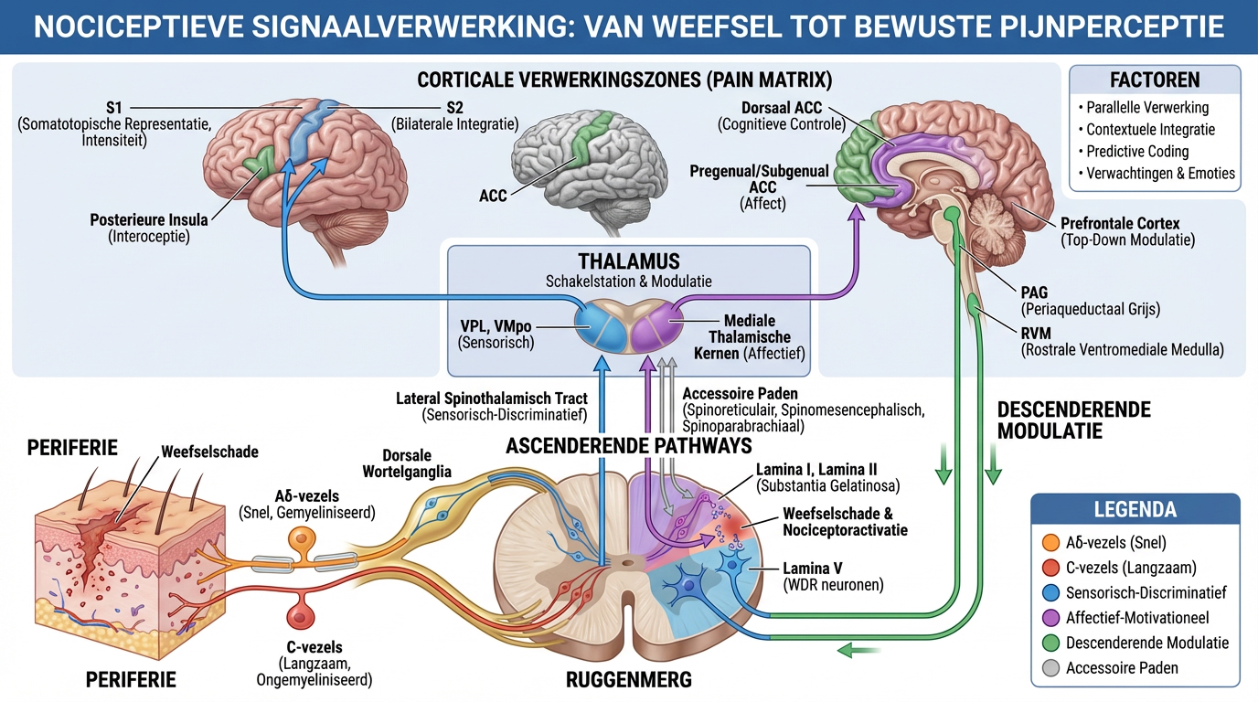 nociceptieve signaal verwerking